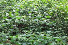 Croton caudatus